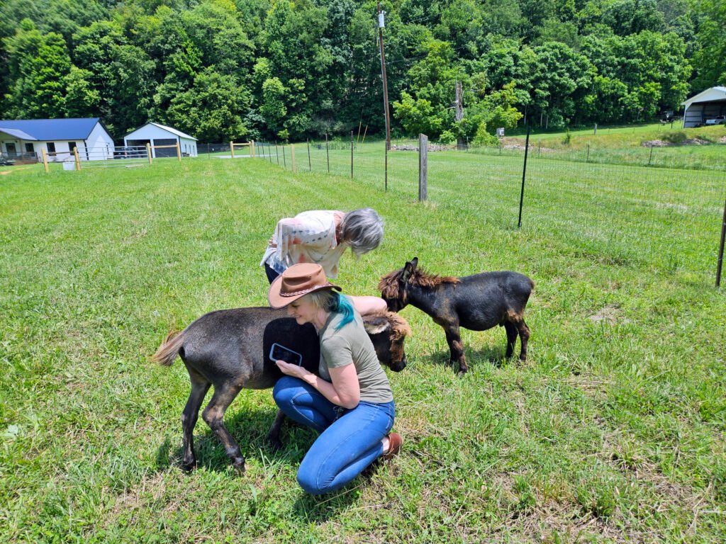 20250621_134713 - Appalachian Highlands Farmers Magazine Waylon and Willie the donkeys at Spade and Spoon Farm.