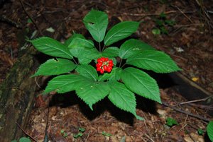 American-ginseng-with-fruit - Appalachian Highlands Farmers Magazine American Ginseng with fruit