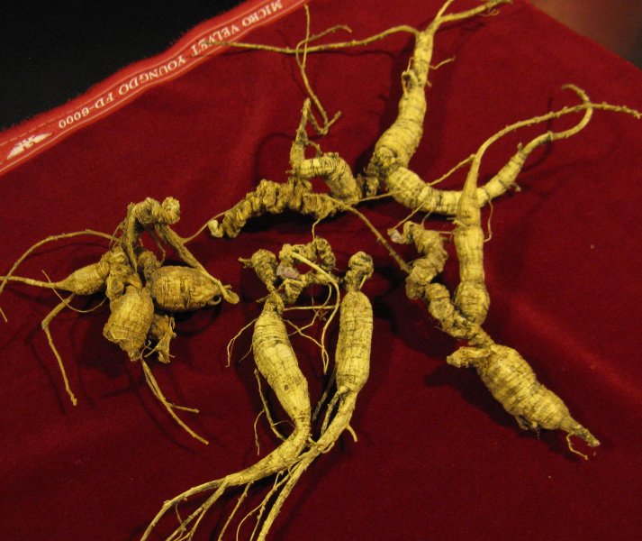 American_Ginseng_3 - Appalachian Highlands Farmers Magazine Dried ginseng roots scattered on a red cloth, showing knobby, tapered shapes and fine rootlets. John Carl Jacobs