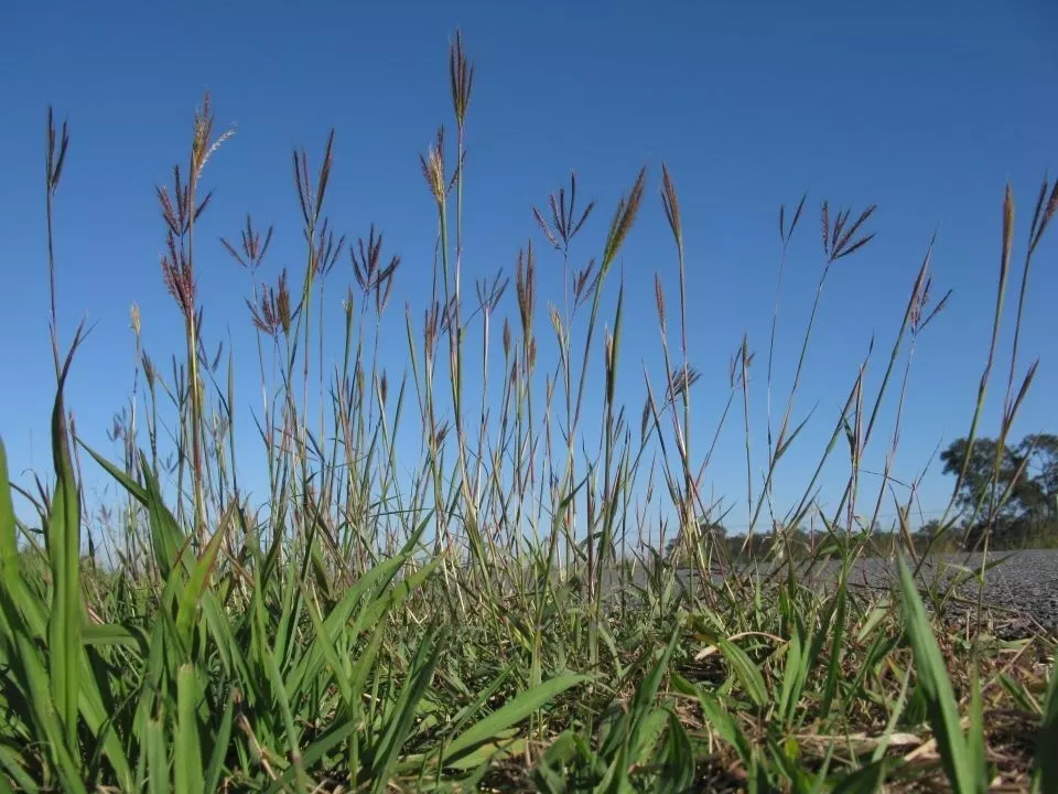 Big-Bluestem NPS photo - Pasture Webinars