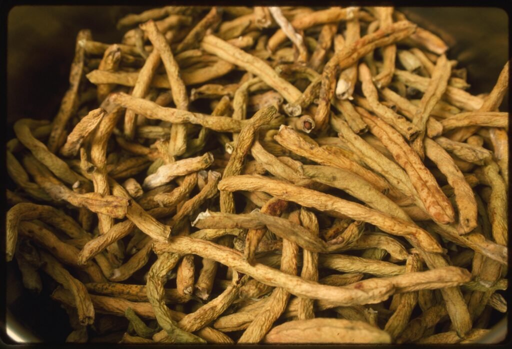 Dried_green_beans_known_as_Leather_Britches_or_shucky_beans - Appalachian Highlands Farmers Magazine Leather britches dried beans - Slow Holiday Fundraiser