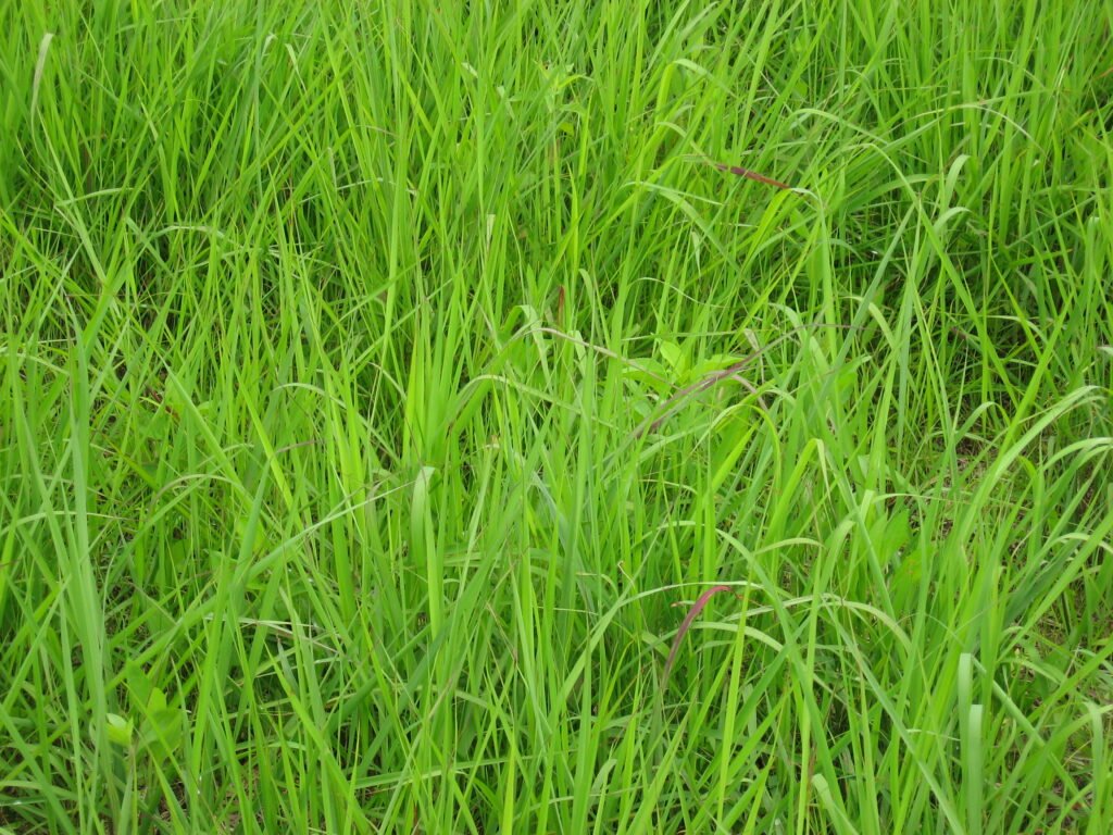 SorghastrumNutans, or Indiangrass - Photo by Chhe = Pasture Webinars