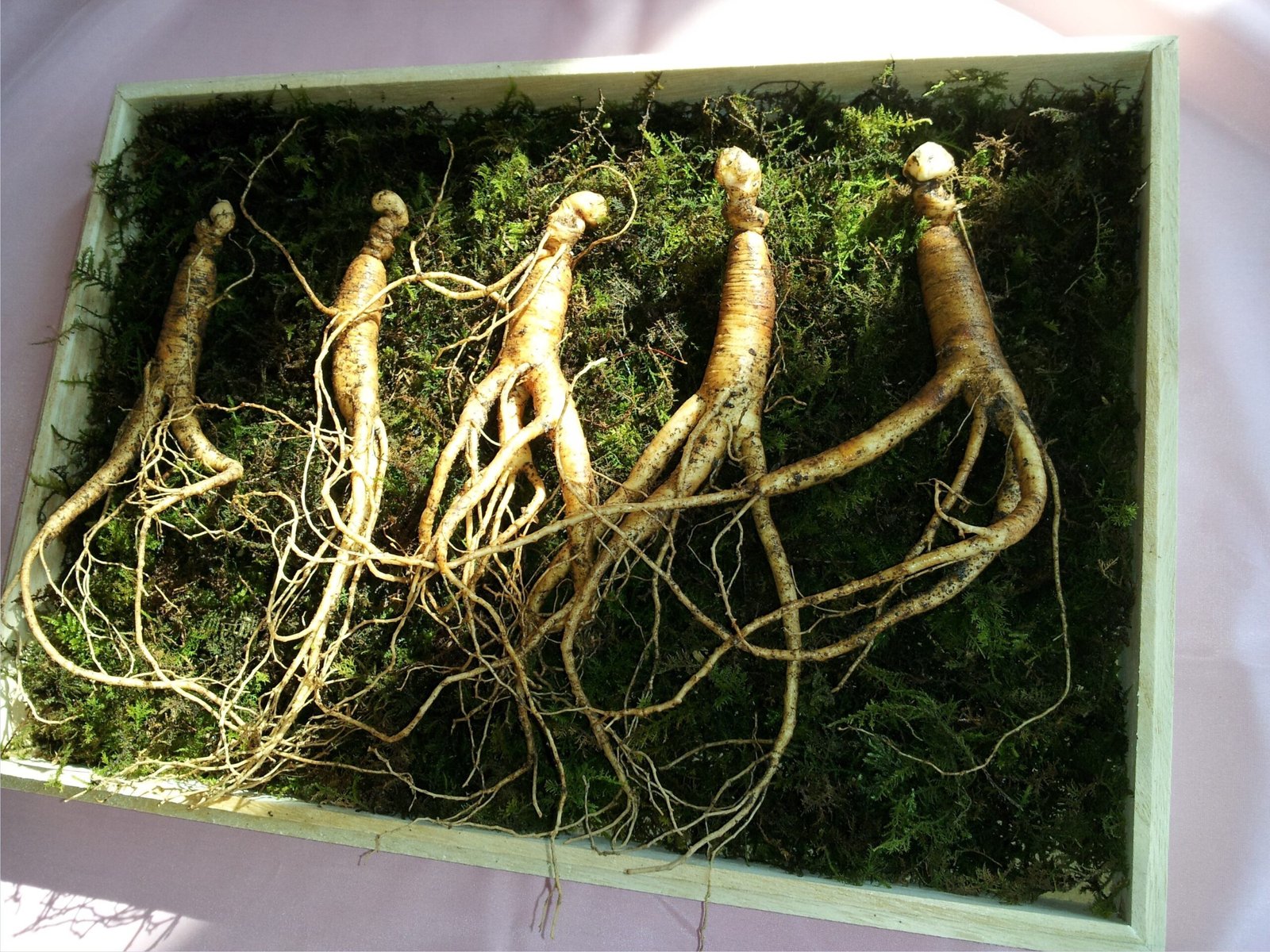 Wooden crate filled with dark green moss and many light‑brown, tangled roots laid out in rows (ginseng roots).