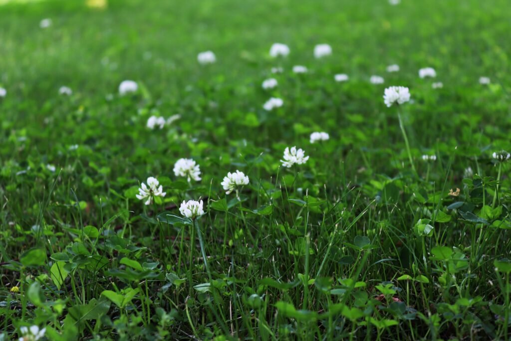 Green field of grass with scattered white clover flowers in bloom. - Photo by July Ly - Pasture Webinars