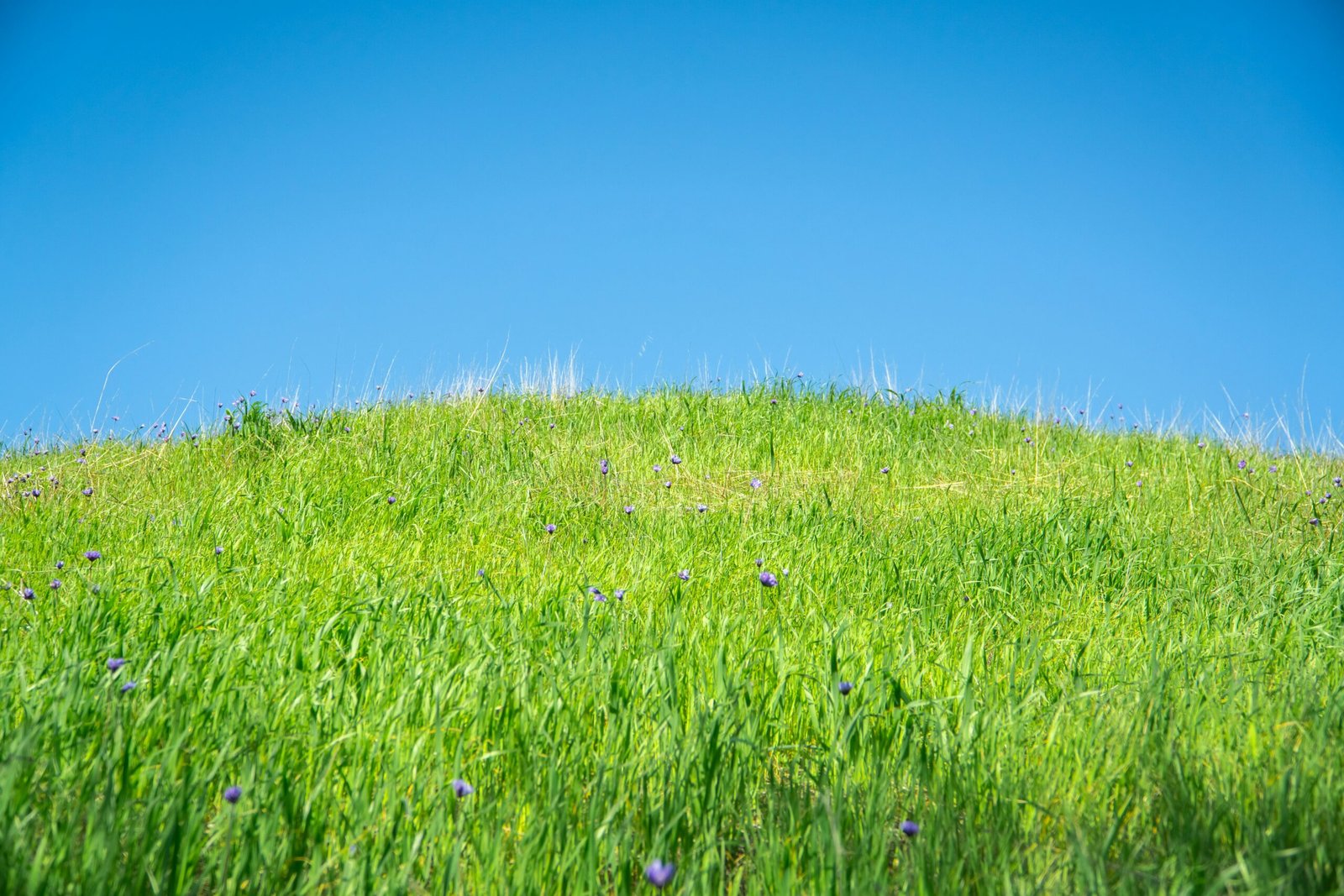 A hilled Pasture - Photo by Spencer Demara