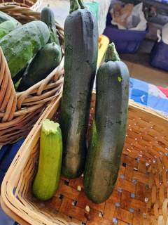 Zucchini