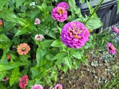 image-slider-with-thumbnail7.jpeg