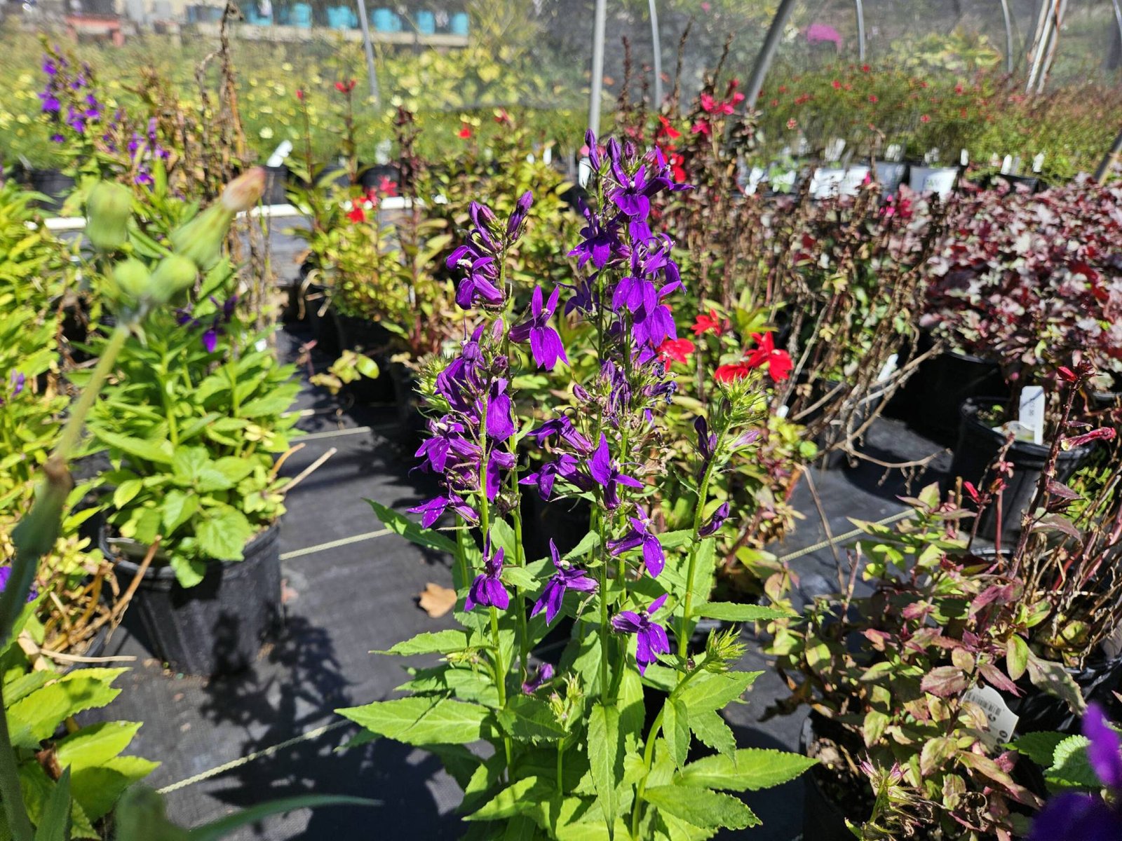 plants growing at Thomas Hollow Nursery
