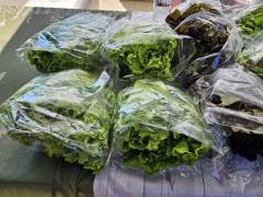 Lettuce