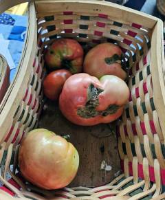 Heirloom Tomatoes