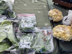 Cauliflower and herbs