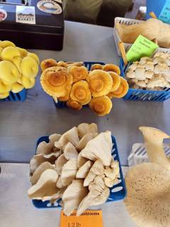 Mushrooms