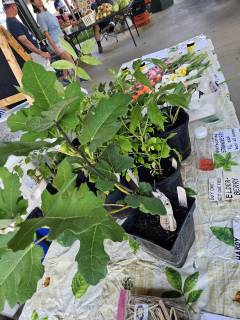 Berry plants