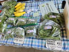 Herbs and squash