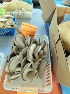 Oyster Mushroom
