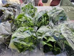 Lettuce