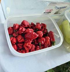 Peppers
