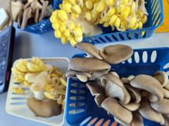 Golden Oyster Mushrooms