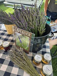 Lavender