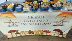 Mushroom Sign