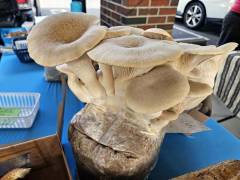 Big Mushroom