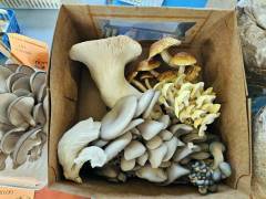 Mushroom box