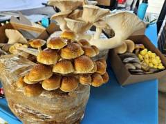 Big Mushrooms